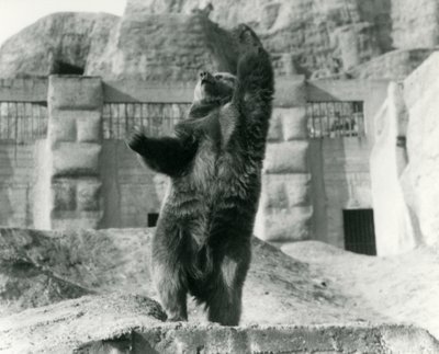 Un orso bruno si erge sulle zampe posteriori, raggiungendo il cielo, Mappin Terraces, Zoo di Londra, agosto 1921 da Frederick William Bond